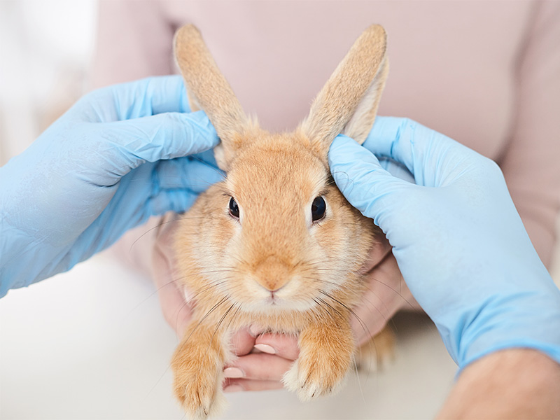 Männlicher Tierarzt analysiert Gesundheitsdaten eines Tieres am Monitor in tierärztlicher Praxis in Mechernich während Untersuchung und Betreuung des Patienten. 