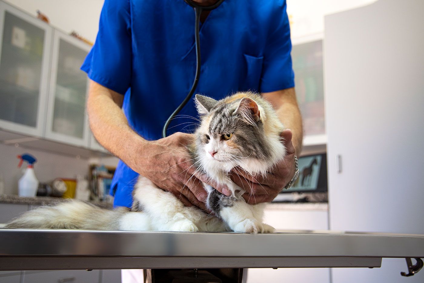 Tierarzt zeigt Jungem Röntgenbild eines Hasen am Monitor in tierärztlicher GemeiTierärztliche Praxis Dr. Hülsmann & Dres. Unland in Mechernich: Tierarzt untersucht eine Katze für Vorsorge und Betreuung.